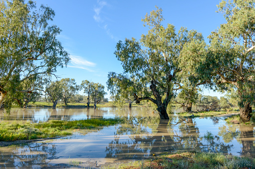 The Darling river in the far west of New South Wales in flood