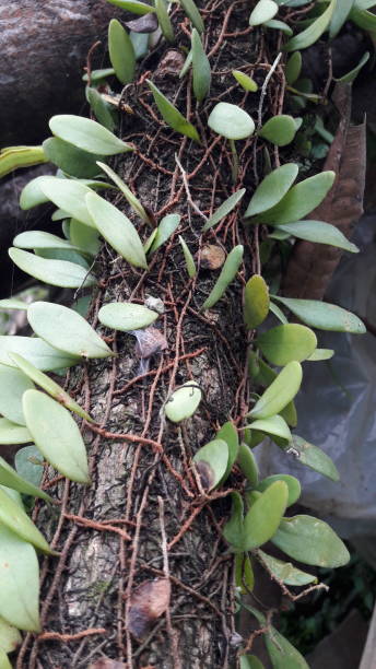 istock texsture photo of plants attached to tree trunks 1315736960