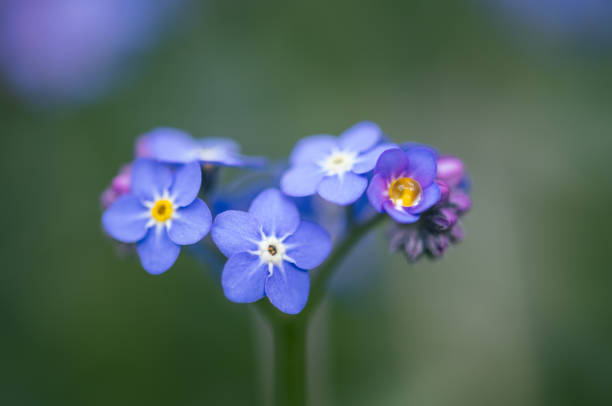 istock Forget-me-not flowers / Myosotis alpestris 1315737018