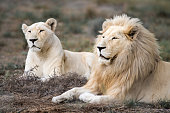 Majestic and rare African white lion king of the jungle - Mighty wild animal of Africa in nature