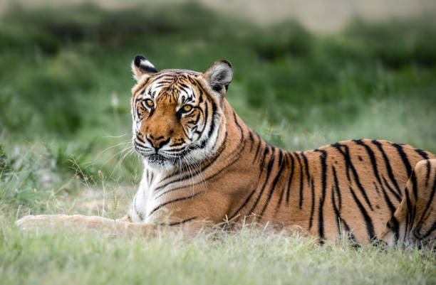 Tiger wildlife scene. Great big cat in nature. This powerful predator is the largest living cat species. Endangered animal in natural habitat. The tiger is the national animal of India, Bangladesh, Malaysia and South Korea. escena de la vida silvestre del tigre. gran gato grande en la naturaleza. este poderoso depredador es la especie de gato vivo más grande. animal en peligro de extinción en hábitat natural. el tigre es el animal nacional de la india, bangladesh, malasia
