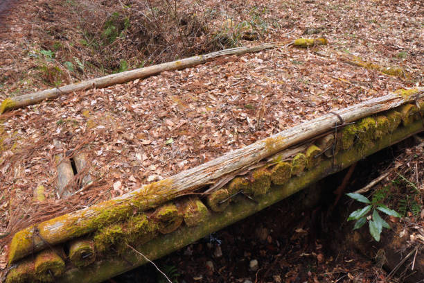 istock A small wooden bridge in the woods covered with fallen leaves 1315739512