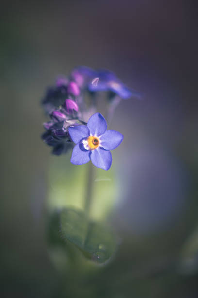 istock Forget-me-not flowers / Myosotis alpestris 1315740570
