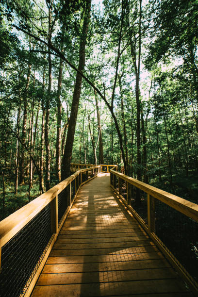 calçadão florestal de cypress - spring forest scenics wetland - fotografias e filmes do acervo