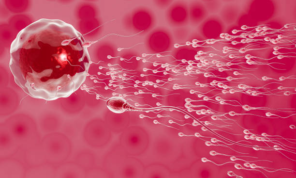 istock The sperm is directed towards the egg. To do human mating. A pre-fertilization model between an egg and a sperm. 3D Rendering 1315748811