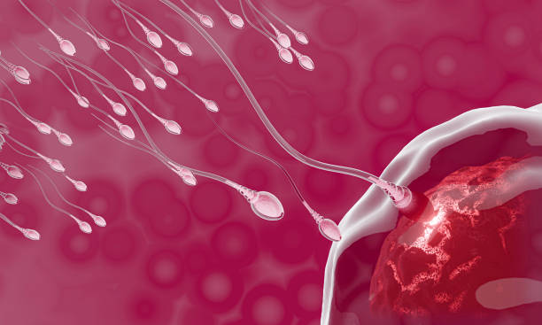istock The sperm is directed towards the egg. To do human mating. A pre-fertilization model between an egg and a sperm. 3D Rendering 1315748826