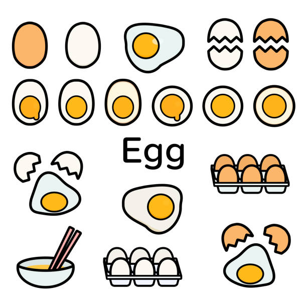 심플하고 귀여운 달걀 클립 아트 세트 - white background brown animal egg ellipse stock illustrations