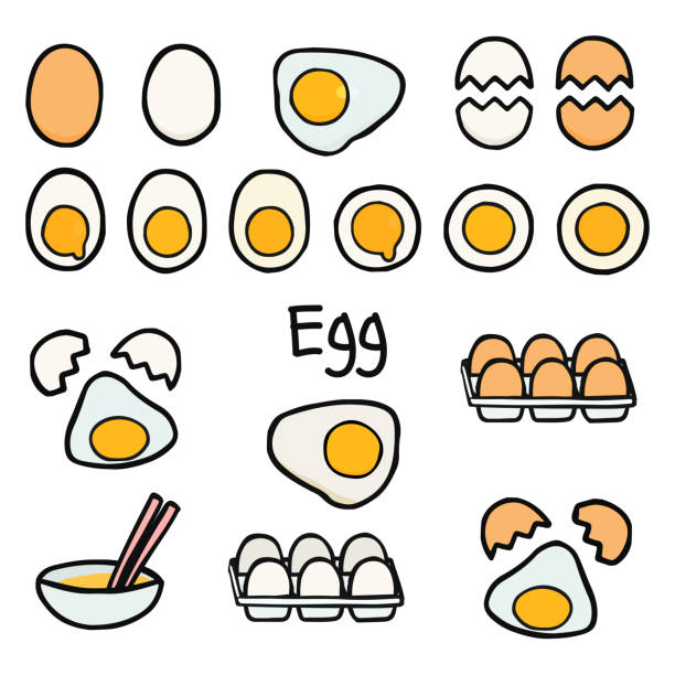 illustrazioni stock, clip art, cartoni animati e icone di tendenza di set clip art uovo semplice e carino, stile di scrittura a mano - white background brown animal egg ellipse