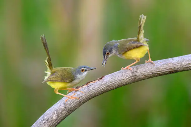 Photo of yellow-bellied prinia birds