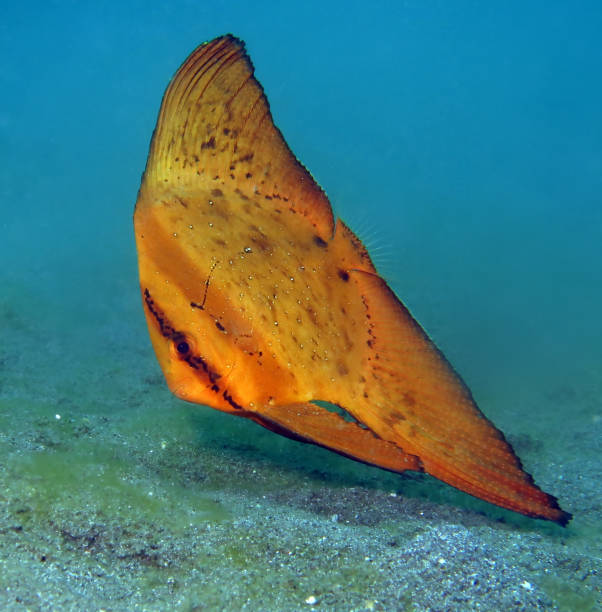 Strange fish. Orbicular Batfish - Platax orbicularis. Small juveniles mimics reddish leaves. Underwater world of Lembeh Strait, Indonesia. orbicular batfish stock pictures, royalty-free photos & images