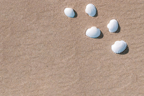 istock Summer pattern background. Seashells, shells on sand tropical sea beach. Vacation backdrop with space for the text. 1315765813