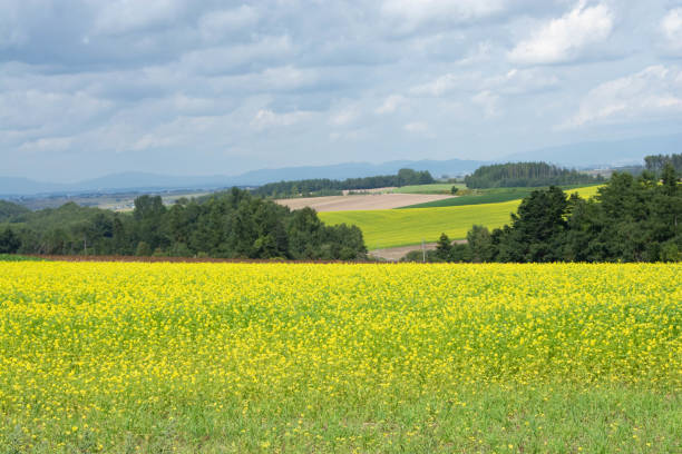 istock Canola field in the summer hilly area 1315766770