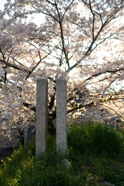 istock Cherry blossoms in bloom and stone 1315768517