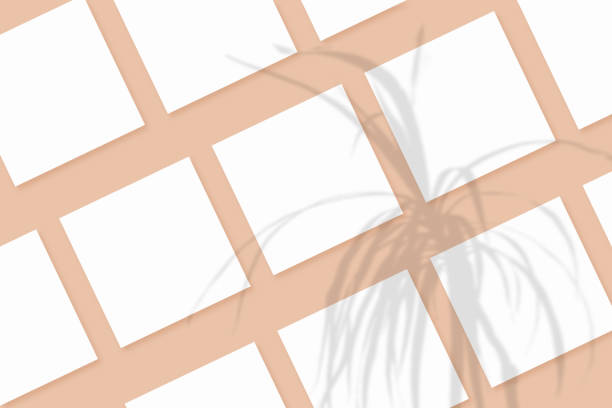 istock Natural light casts shadows from the plant on several square sheets of white paper lying on a beige textured background. Mockup 1315768804