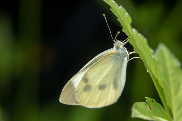 istock The butterfly landed on the leaves 1315768931