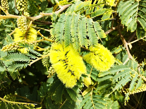 A Close-Up of a Brush Wattle or Shrub Wattle Flower. Also known as Acacia Lophantha, Plume Albizia, Cape Leeuwin Wattle, Cape Wattle or Crested Wattle it is more commonly known as Albizia.