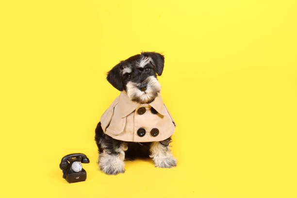 A poodle wearing a denim jacket and gray hoodie