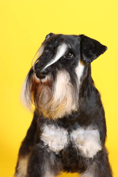 istock dog miniature schnauzer yellow background 1315771557