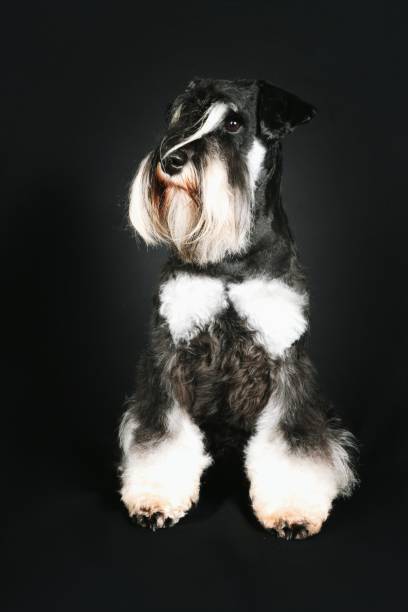 istock miniature schnauzer dog on black background 1315771574