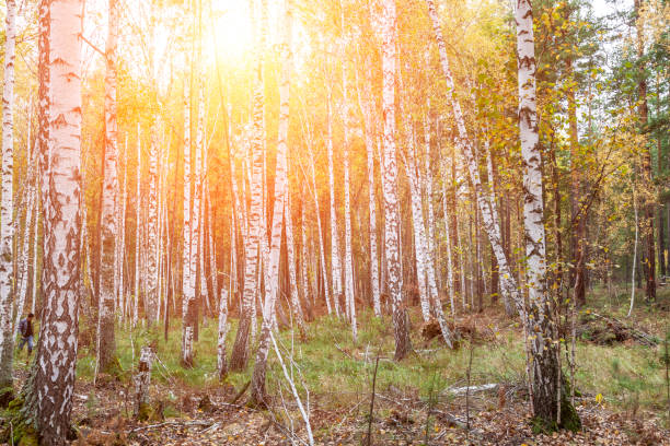 Forest pine tree at sunset. Track through sunny woodland. trees contrast with the golden sky