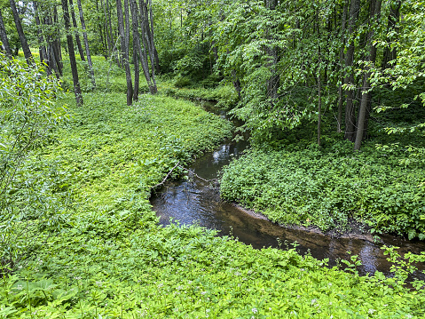 small calm creek in the green forest. summer landscape of deciduous forest