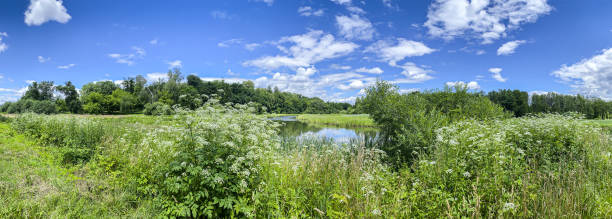 istock river shore landscape on blue sky background. summer panoramic view 1315778079
