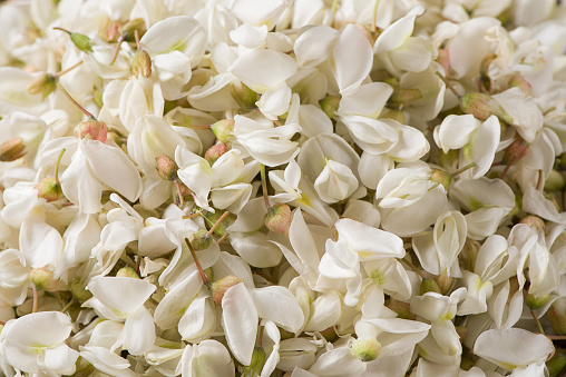 acacia blossoms flowers on wooden background