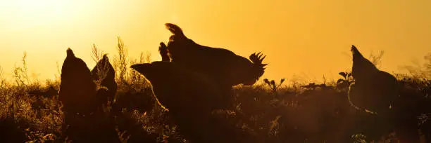 Photo of Silhouettes of a rooster and hens against the sunset