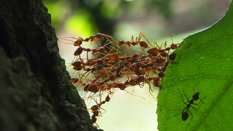 Red ants build home in teamwork power concept