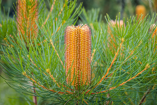 Yellow conebush, Leucadendron 'Wilson's Wonder'