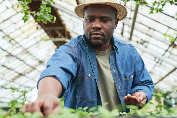 istock Farmer working in greenhouse 1315791627