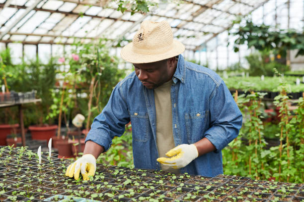 istock Man working in greenhouse 1315791654
