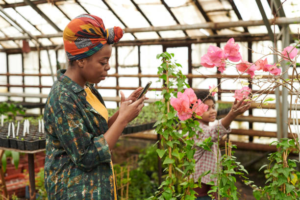 people growing flowers in greenhouse - garden center flower women plant imagens e fotografias de stock
