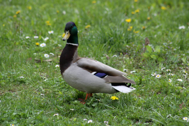istock male duck side view on a green grass field 1315793478