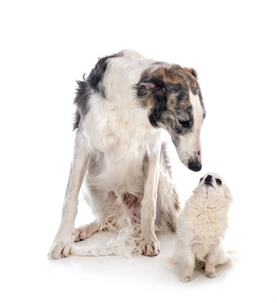 istock young borzoi and chihuahua 1315796561