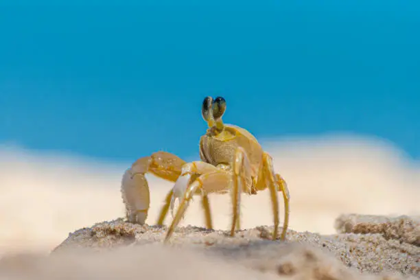 Photo of Close up of yellow beach crab in Brazil during the day