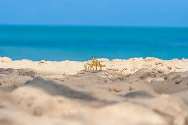 Photo of Close up of yellow beach crab in Brazil during the day