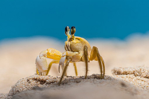 Close up of yellow beach crab in Brazil during the day in the sunshine