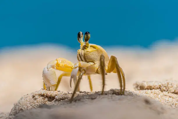 Photo of Close up of yellow beach crab in Brazil during the day