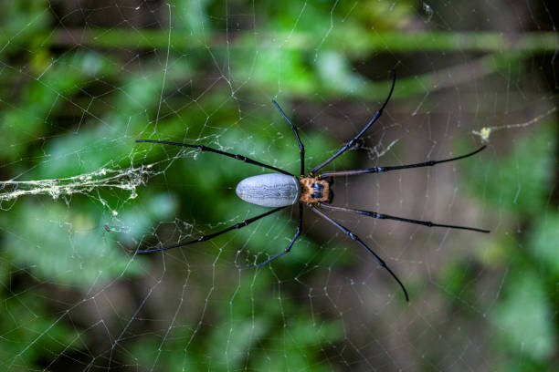 istock Macro shot of a large silk spider in its web 1315799927