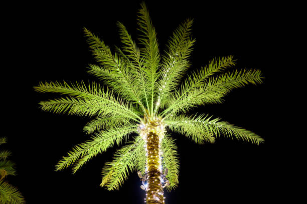 istock palm trees grow against the blue sky 1315803623