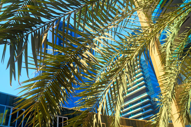 istock palm trees grow against the blue sky 1315804346