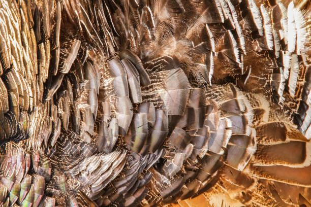 istock Fur bird texture brown and white patterns for background 1315810172