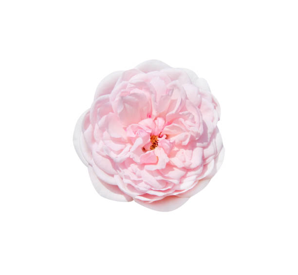 istock Rose top view with soft texture isolated on white background , clipping path 1315810441