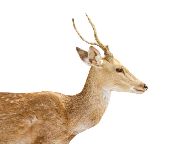 istock Close up deer with antler standing isolated on white background , clipping path 1315811509