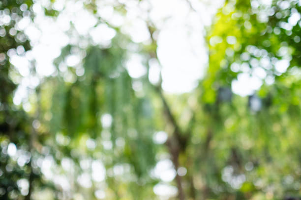 istock Abstract green bokeh of trees, blurred nature background 1315812116