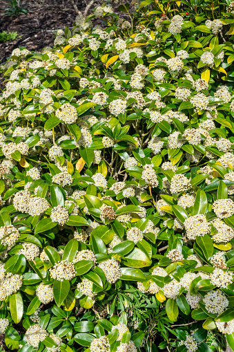 Skimmia japonica 'Fragrans' a spring flowering shrub plant with a white springtime flower, stock photo image