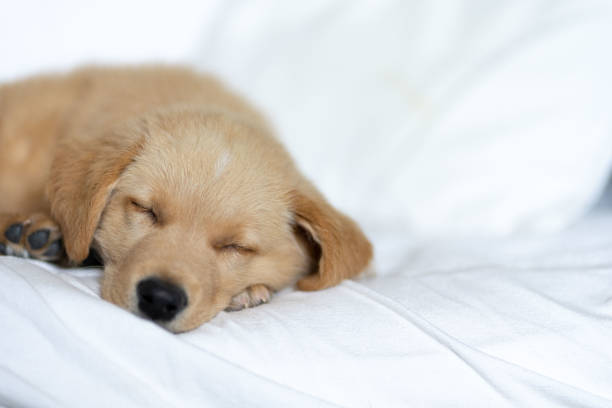 istock puppy labrador resting in sofa 1315812274
