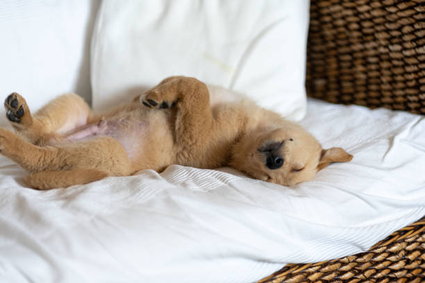 istock puppy labrador resting in sofa 1315812957