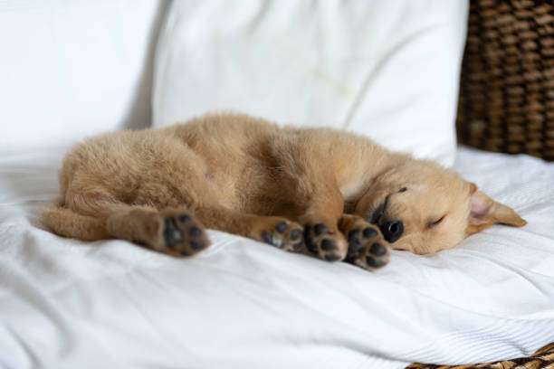 istock puppy labrador resting in sofa 1315812959